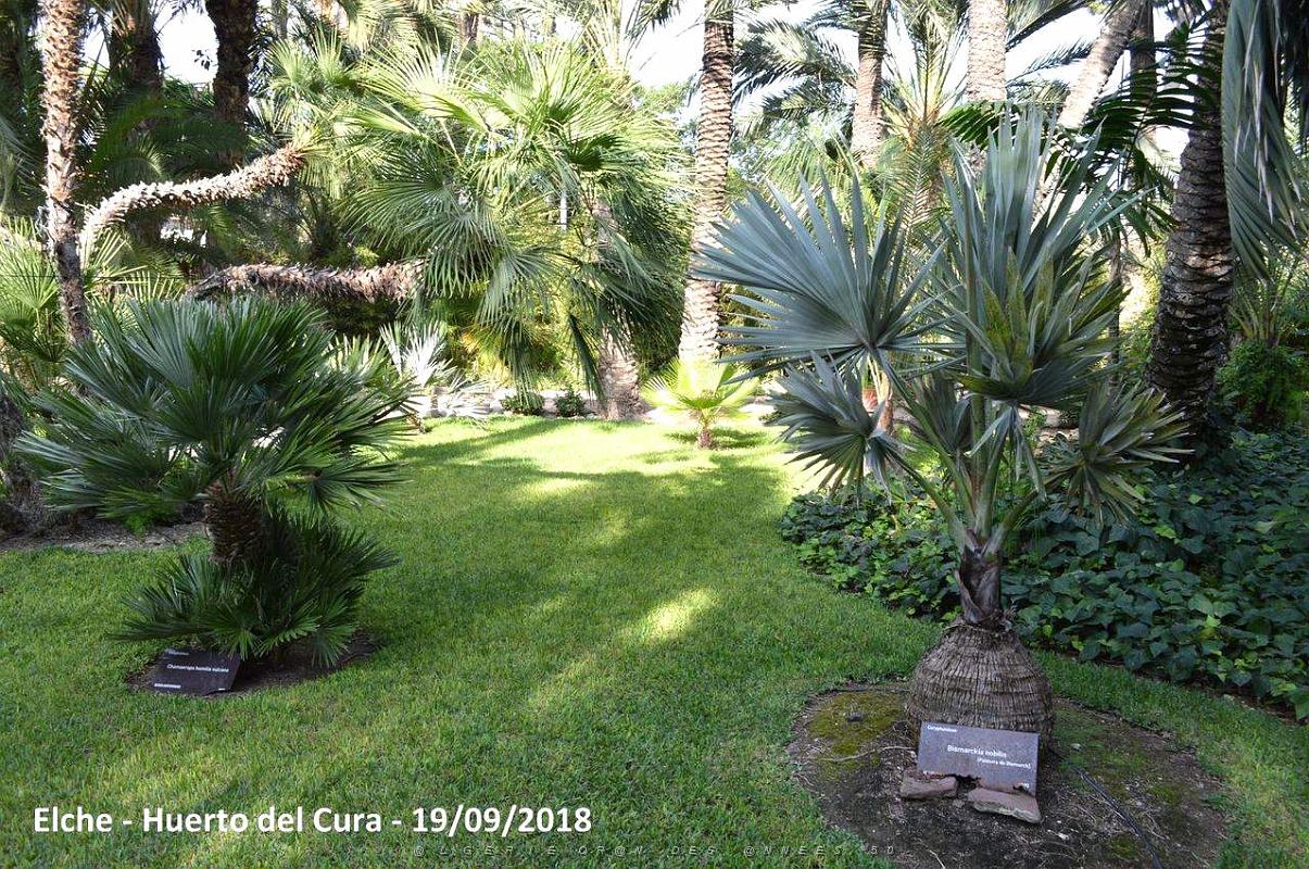 19 ELCHE HUERTO DEL CURA (64).JPG